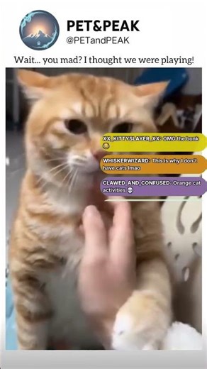 Funny Cat Bites Owner | Cat Bites Hand Reaction #Shorts #cutecats #viralcats #meme #tiktok