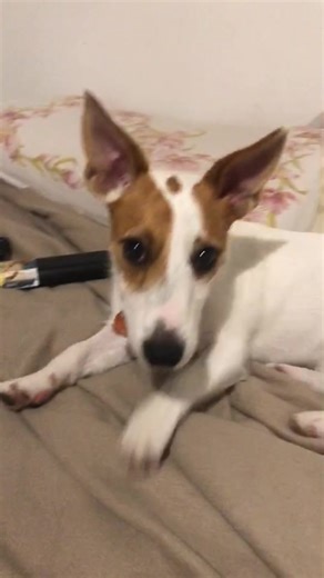 Maya Schell on TikTok