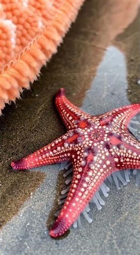 Just a starfish doing starfish things 🌟