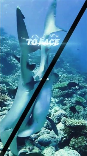 Shark Mating Rituals: A Scientific Insight