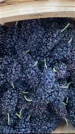 The Best Fruit Tree for Your Backyard Garden