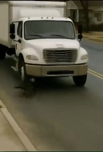 A dog ran onto the road and was almost hi:t by a truck — when the driver got out, he was surprised to find out why the dog had done it. Details in the comments. 👇👇 | Animals World