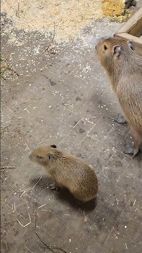AWW! Baby Capybara With Mom Barbie – The Cutest Moments You Just Can’t Stop Watching 😍🦫