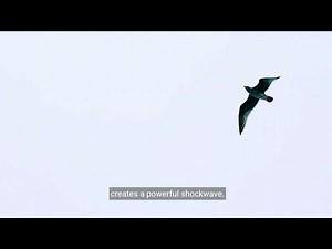 How to Play Angry Birds?