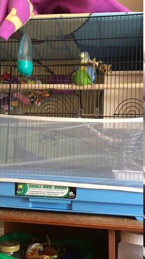 Parakeets mating (budgies having sex)