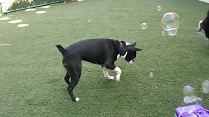 34 reactions · 12 shares | So funny! | Best Friends Pet Hotel | Facebook