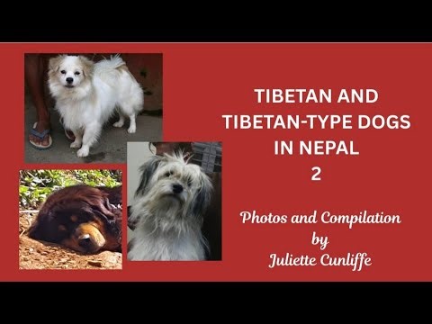 Tibetan & Tibetan-type Dogs in Nepal 2 - #lhasaapso #tibetanterrier #tibetanspaniel #tibetanmastiff