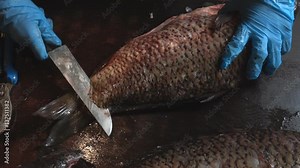 Cleaning and cutting of large fresh carp fish
