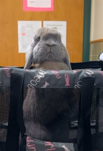 Monty scoping it out at the vet 👀 #petsoftiktokfunny #cutepetsoftiktok #funnypet #bunnytiktok #bunny
