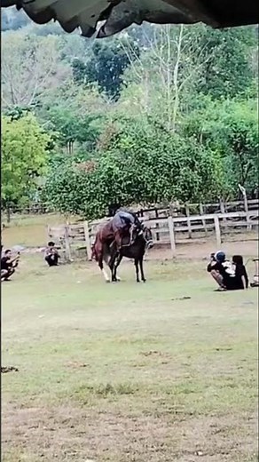 Horse Breeding in Action #HorseBreeding #HorseMating #Stallion #Mare #AnimalBreeding #Equine #Horse