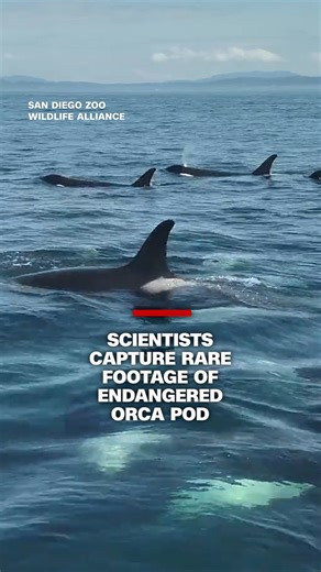 Scientists off the coast of Washington state filmed a pod of over 20 Southern Resident killer whales. San Diego Zoo Wildlife Alliance told CNN their researchers, alongside SeaDoc Society and NOAA, are using "non-invasive health monitoring technologies" to study threats to the endangered species. | CNN International