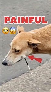 Stray Dog Rescue 🐶 Removing a Quill Safely #shorts #pets #dog