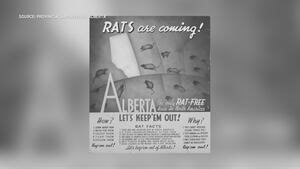 Climate change could impact Alberta’s rat population: expert