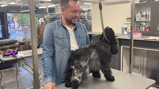 How to Hand Strip a Cocker Spaniel Using the Banded Comb