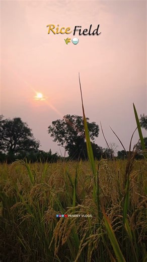 Rice Field 🌾🍚 | Pandey Vlogs #pandeyvlogs13 #former