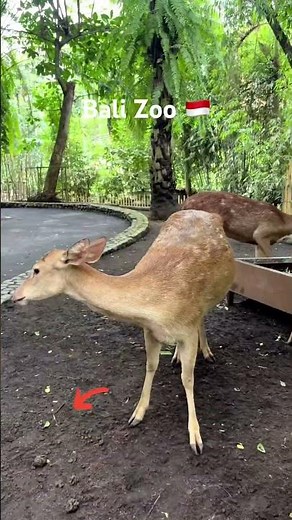 Bali zoo