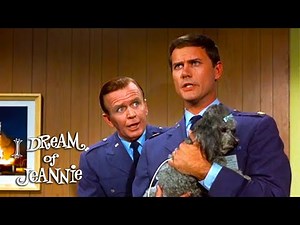 Tony Tells Dr. Bellows What's Going On | I Dream Of Jeannie