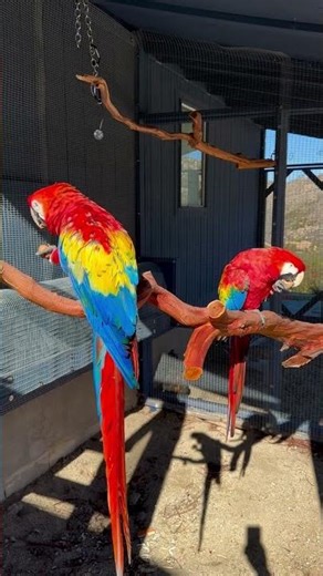 scarlet macaw parrot
