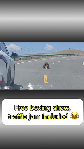 Animal Comedy Moments That Will Make You Laugh