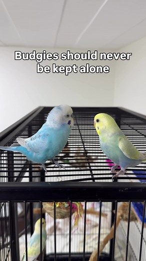 Getting Budgies in Pairs: Why It Matters