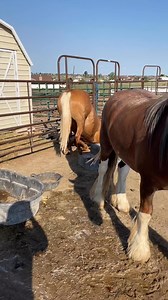 I have been getting SCREAMED at all day long because I (evil, cruel, bad mom) had the audacity to STARVE my poor, innocent horses this morning (gave them the hay they like less). If you didn’t know, there are different kinds of hay that have different levels of nutrients in them. We have been feeding a grass and alfalfa mix - alfalfa has more sugar than grass so obviously they prefer it. This morning though I grabbed a mostly grass bale and you would think I served them buckets of raw sewage. Sq