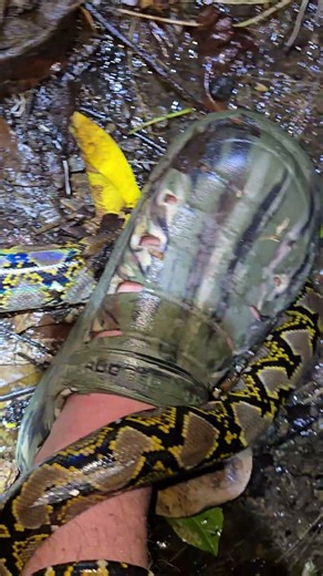 FEISTY RETICULATED PYTHON in Puerto Rico #python #snake #wildlife #puertorico #nature #shorts