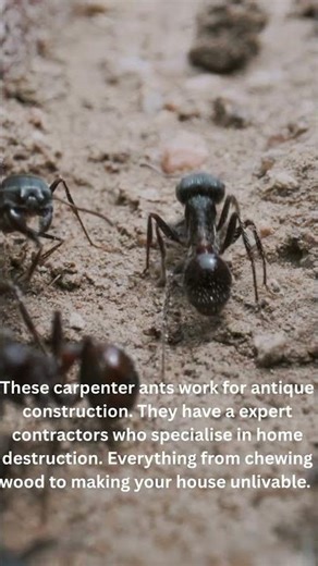 These Contractors Are The Worst! #ants #construction #bugs #animals #renovation