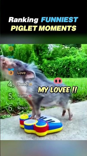 Ranking FUNNIEST PIGLET MOMENTS Core Moments!! 🐷😂