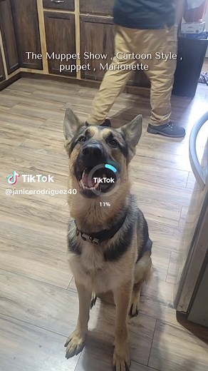 Janice Rodriguez (@janicerodriguez40)’s videos with Muppet Show Theme - muppetational