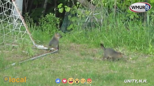 35K views · 1K reactions | These baby gray foxes were caught on video...
