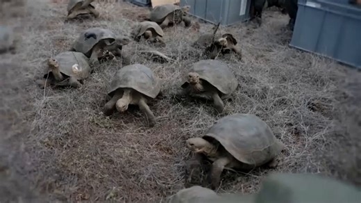 Giant tortoises take first steps on Galápagos island after nearly 200 years