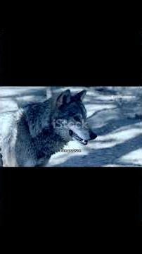 Why Do Wolves Howl At the Moon? #wolves #wolfhowl #wildlife #naturedocumentary #animalbehavior