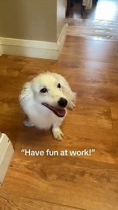 Everyone wants to work in King's Paper Shop with the best coworker ever 😁 #kingspapershop #clifden #tiktok #tiktokviral #hardwork #dogsoﬁnstagram #tiktokdogs | King's Paper Shop