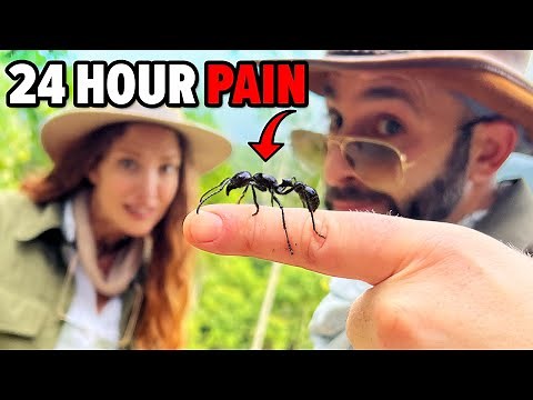 Bullet Ant Challenge - Will It Sting?!