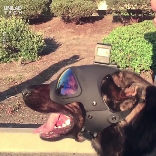 This tactical helmet allows dogs to assist on all sorts of missions.. K9 Helm: Head Protection for Dogs | UNILAD Tech