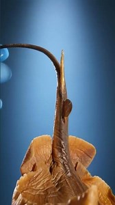 How stingray stings. #anatomy #biology #science #dentist #animals #stitch #