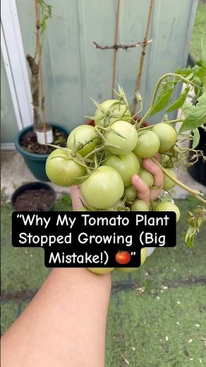 “Why My Tomato Plant Stopped Growing (Big Mistake!) Plant Not Growing? Here’s What I Did Wrong