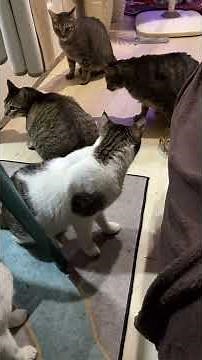 My Cats Caught a Lizard Inside the House! 🐱🦎