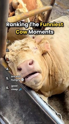 Ranking The Funniest Cow Moments 🐄🔥 #shorts #viral #fyp