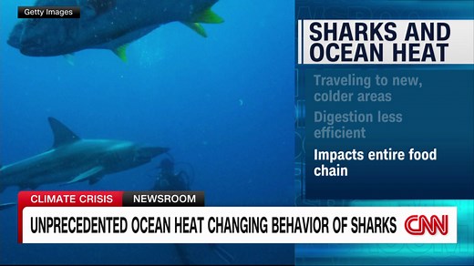 Unprecedented ocean heat changing way sharks eat, breathe and behave