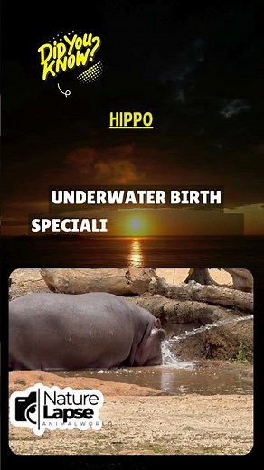 This Animal Gives Birth Underwater! 🦛👶 #UnderwaterBirth