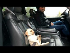 When Dogs With 200 IQ Act Like Humans 🤣 Funniest Dog Video 2026!