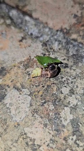 2.6K views · 41 reactions | One of our team members recently spotted...