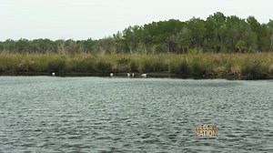 Tomorrow on Wildlife Nation, Jeff Corwin works with the conservation team at ZooTampa at Lowry Park on the special release of a rehabbed manatee! Catch all the action on your local ABC station - check listings for air times near you. | Wildlife Nation