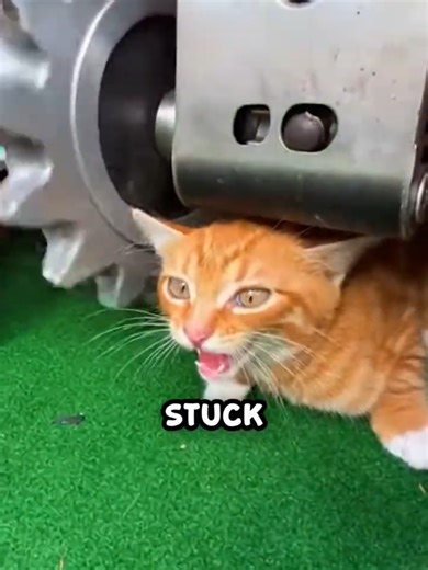 Rescue of a Trapped Kitten in Mini Golf Windmill