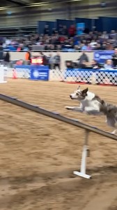 Ike’s amazing run in the 12” preferred challengers round earned her a spot in the FINALS! 👏 | American Kennel Club