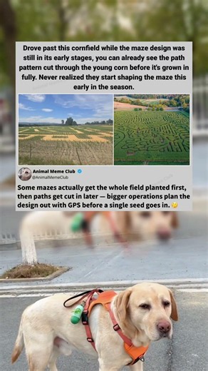 This corn maze is still in its early stages 🤔💡