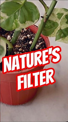 Pothos🌿The Amazing Houseplant for Your Aquarium