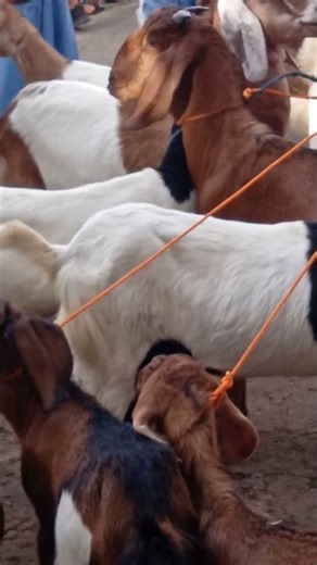 selling goat on the street