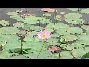 Indian Lotus || Lake Full With Nelumbo nucifera - National Flower of India